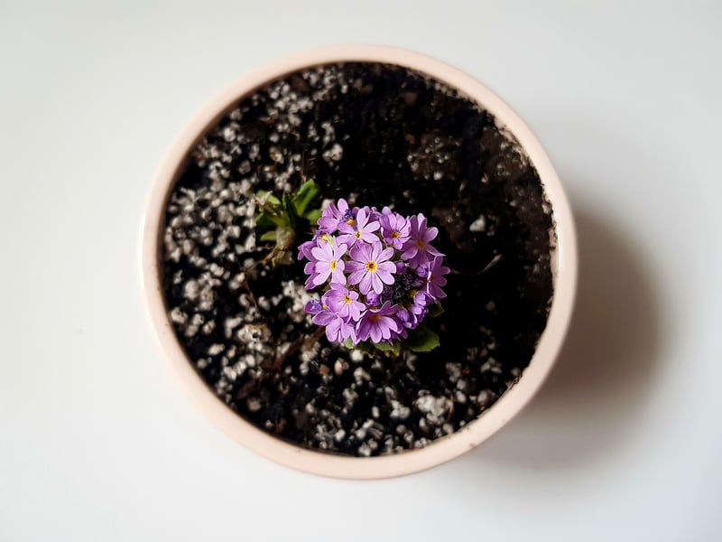 Potting Mix and Fertilizer